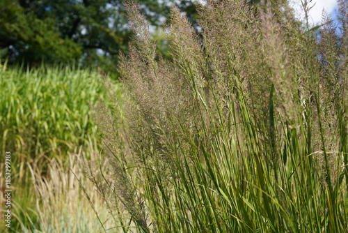 image of beautyful feather reed grass (calamagrostis brachytricha)