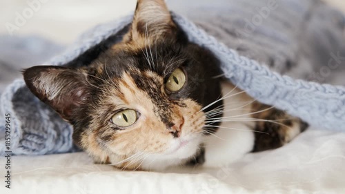 beautiful brown three colors adult domestic tortoiseshell cat with white breast dozing on bed in peaceful setting, grooming, hygiene and care, concept caring, keeping four-legged pet