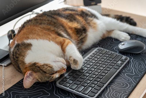 A tired tabby and white cat naps peacefully on a wooden desk, resting its head near a computer keyboard in a cosy home office.