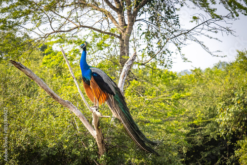 peacock, yala national park, sri lanka, game drive, ceylon