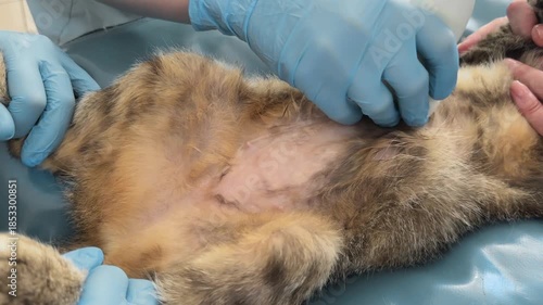 Closeup of cat shaved abdomen during ultrasound exam. Veterinary doctor scans belly to observe uterus and abdominal organs for medical diagnosis.