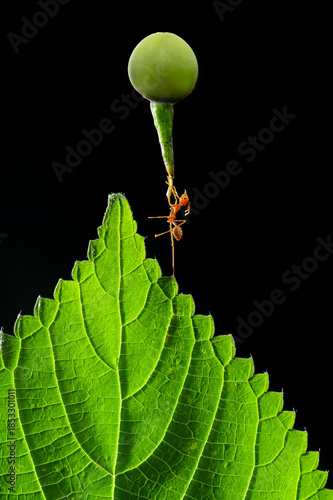 Super Ant