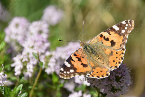 Small tortoiseshell butterfly (Aglais urticae) feeding on pink thyme flowers, close-up in bright sunlight, highlighting pollination, summer meadow biodiversity, and vibrant insect life.