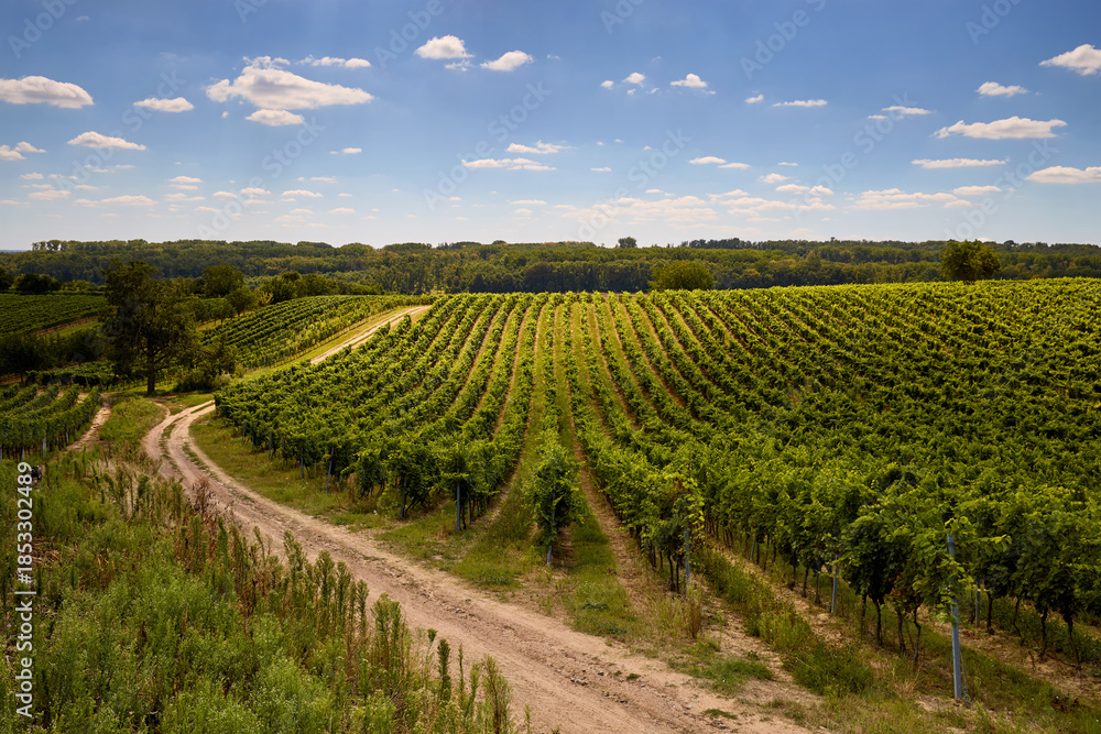Obraz premium Wide shot of vineyard during grapevine growing season