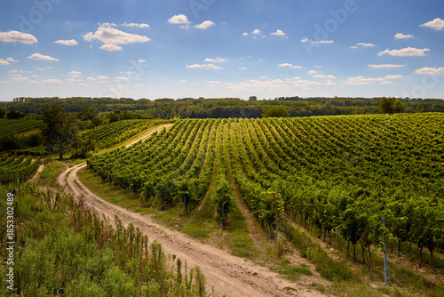 Wide shot of vineyard during grapevine growing season