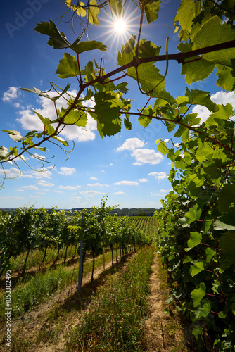 A view between the rows of grapevines in a summer vineyard, with a close-up of a branch under a blue sky