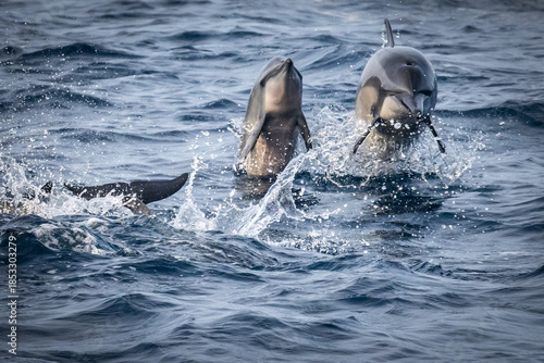 jumping dolphins, dolphin, mirissa, sri lanka, ceylon, asia
