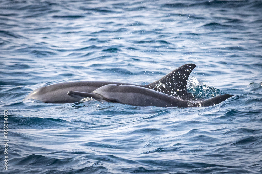 Fototapeta premium dolphins in the water, mirissa, sri lanka, ceylon, asia