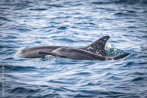 dolphins in the water, mirissa, sri lanka, ceylon, asia