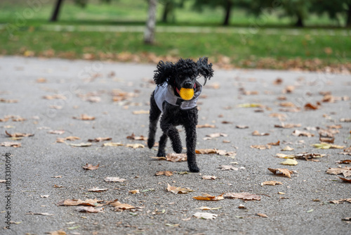 Billede på lærred Joyful black curly-haired dog playing fetch with a bright yellow ball in an outdoor park environment during fall, plenty of leaves and open space