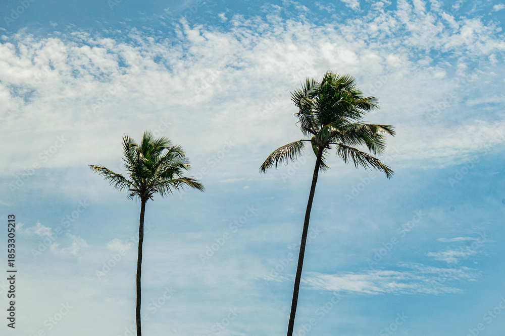 Fototapeta premium coqueiros céu 