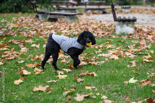 Joyful black curly-haired dog playing fetch with a bright yellow ball in an outdoor park environment during fall, plenty of leaves and open space. Happy Dog Fetching Toy in Autumn Park Landscape.