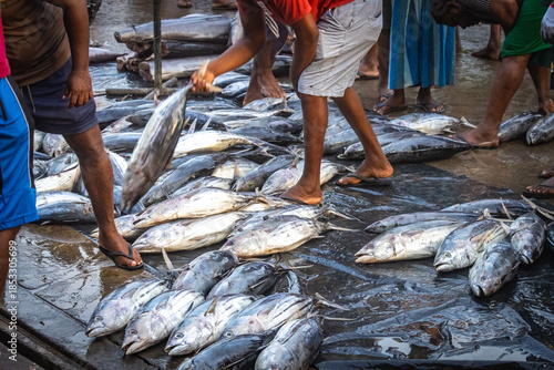 fresh fish in the market, tuna, mirissa, sri lanka, ceylon, asia, organic, freh, seafood