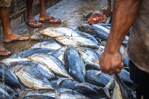fresh fish in the market, tuna, mirissa, sri lanka, ceylon, asia, organic, freh, seafood