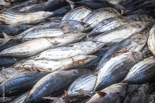fresh fish in the market, tuna, mirissa, sri lanka, ceylon, asia, organic, freh, seafood