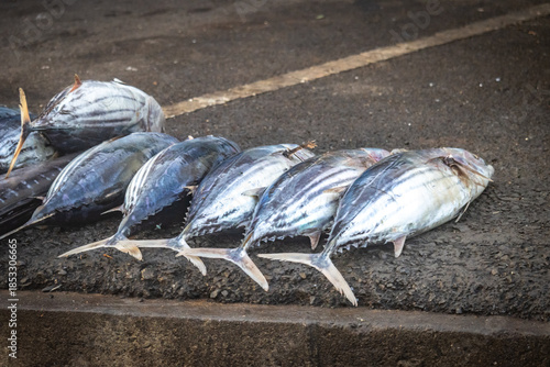 fresh fish in the market, tuna, mirissa, sri lanka, ceylon, asia, organic, freh, seafood