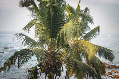 palm trees, beach, secret beach, mirissa, sri lanka, ceylon, asia