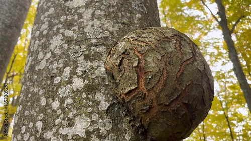 A huge, spherical tumor grew on a beech tree. The analogy with a human tumor is cancer, a dangerous disease.