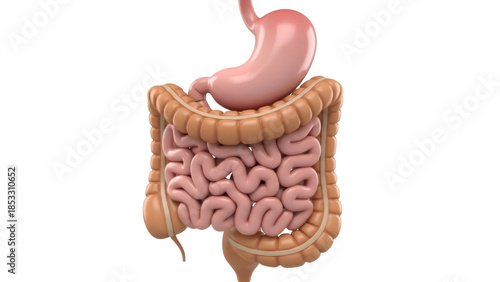 Принти на полотні Human digestive system isolated PNG, stomach, large and small intestine anatomy