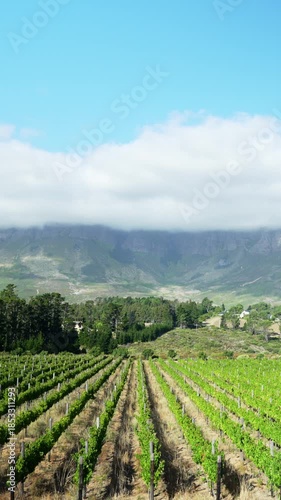 Wallpaper Mural Timelapse of clouds moving over green agricultural fields and rural landscape, concept of agriculture, nature and environmental background Torontodigital.ca