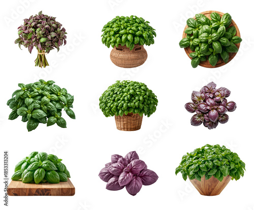 Fresh raw basil isolated on a transparent background