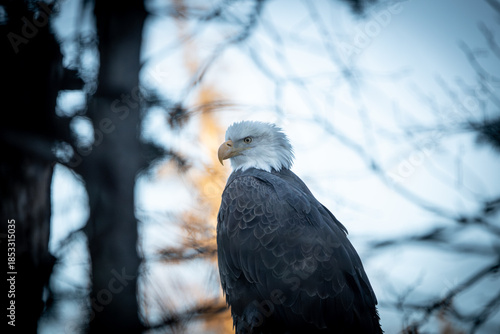 Bald eagle in anchorage alaska