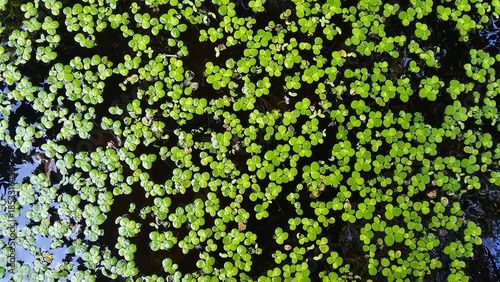 Green duckweed covering water surface.Close-up of a small aquatic fern densely covering the water surface in a bright green raft, with tiny water droplets clinging to the surface. Green duckweed float