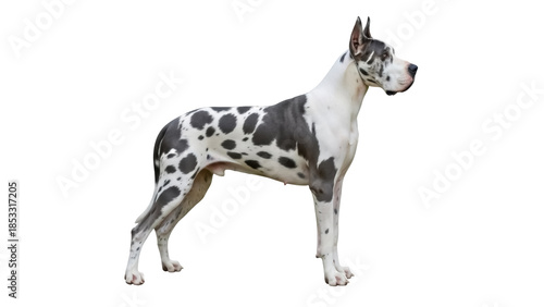 Valokuva Harlequin Great Dane standing isolated PNG, large dog breed with spotted coat pa