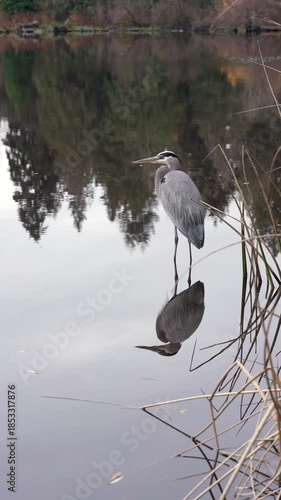 Heron Hunting Pond Shoreline vertical video 4K UHD.A Great Blue Heron hunting along the shoreline of a still pond. Vertical video. 4K, UHD.
