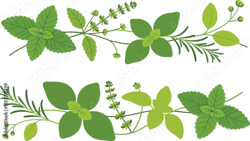 Fresh Culinary Herb Border With Mint Basil Rosemary