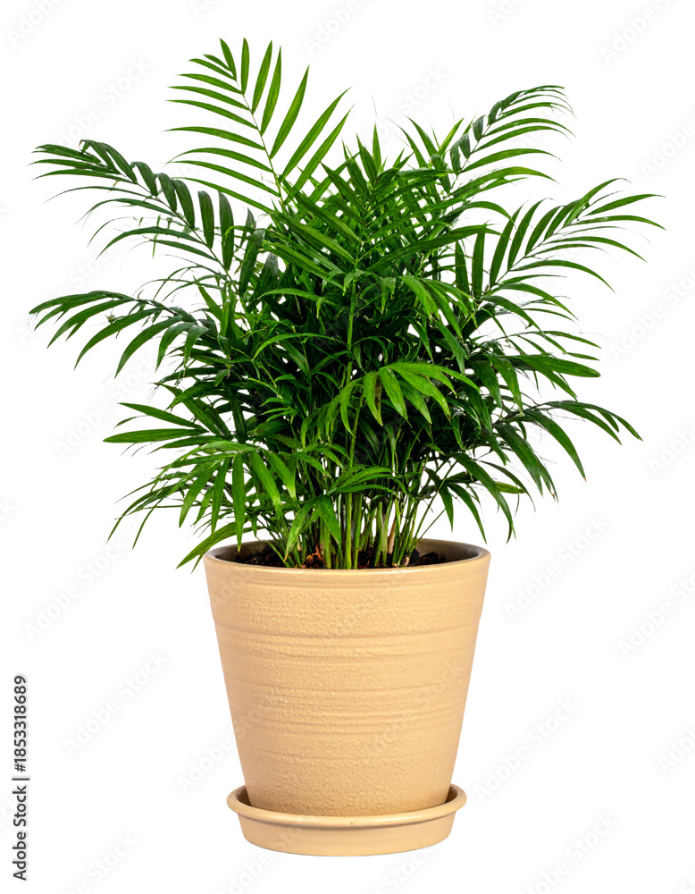 Obraz premium A healthy potted Areca palm plant with Kentia fronds. transparent background png