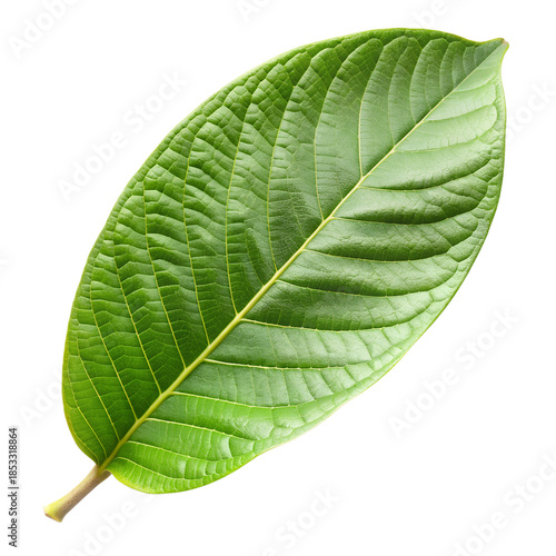 Guava Leaf Isolated on Transparent Background