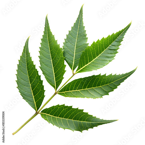 Neem Leaf Isolated on Transparent Background