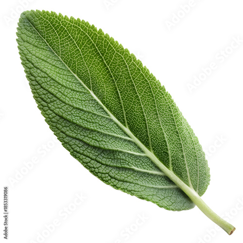 Sage Leaf Isolated on Transparent Background