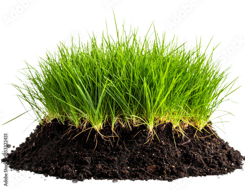 Close up of lush green grass growing from rich dark soil. transparent background png