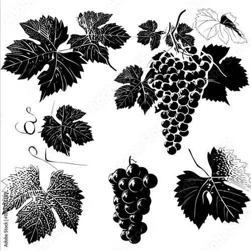 Vector silhouette image of grapes and grape leaves
