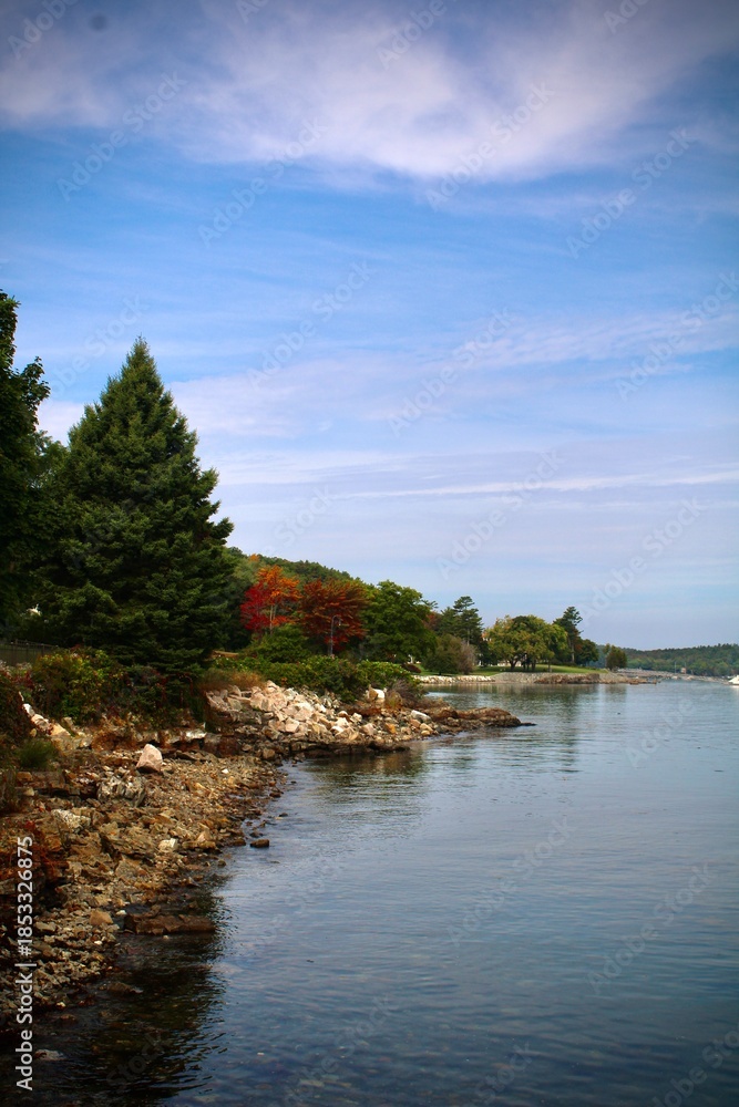 Fototapeta premium river in the forest