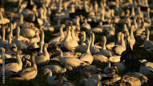 a flock of snow geese in the field at sunset light