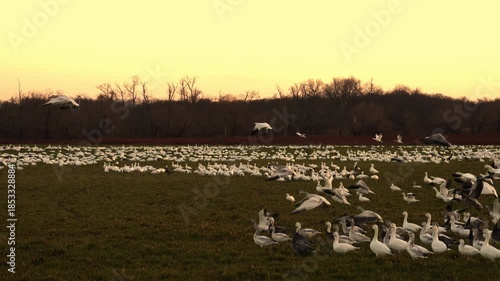 a flock of snow geese take off in the field at sunset light