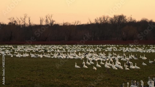 a flock of snow geese take off in the field at sunset light