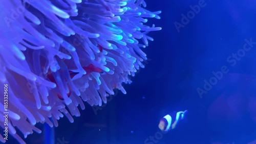 Clownfish swimming in sea anemone, symbiotic relationship in tropical aquarium