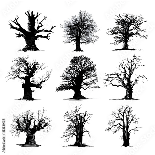 Des silhouettes de tronc darbre