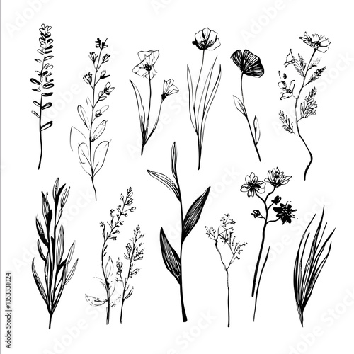 Handdrawn wildflowers and herbs isolated on white background black ink on paper handdrawn style simple line drawing natureinspired prints fine lines delicate