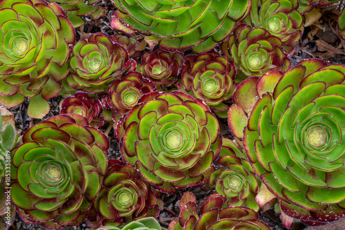 Green plants background. Succulent close up view of tropical plants