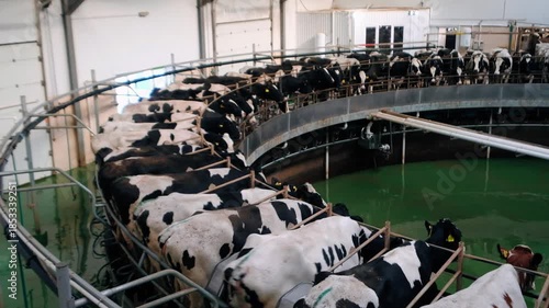 Milking cows by automatic industrial milking rotary system in modern diary farm