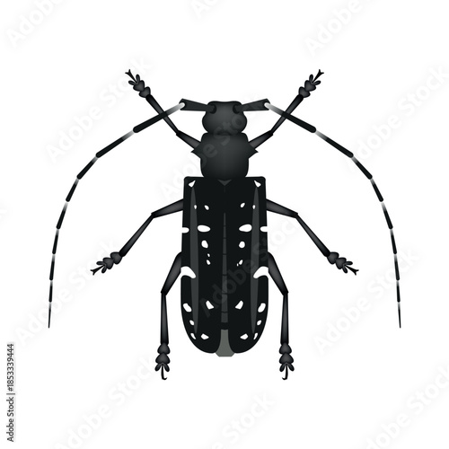Asian longhorned beetle vector illustration Anoplophora glabripennis