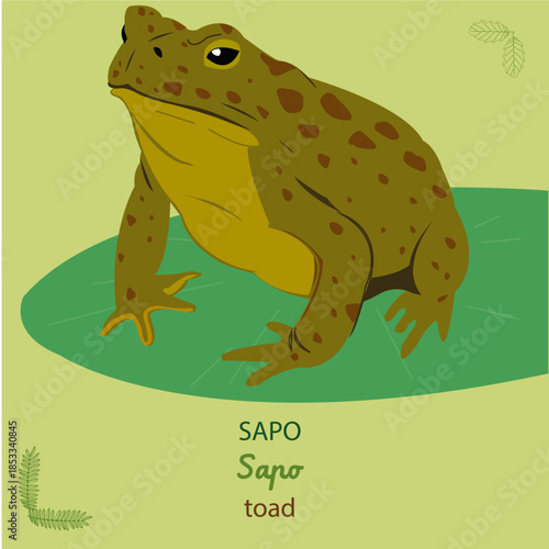 Sapo, toad