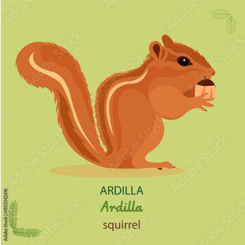 Ardilla, squirrel