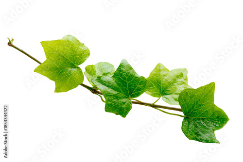 Fresh Green Ivy Leaves on Branch