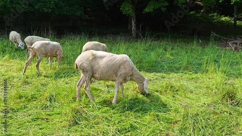 sheep flock on a green meadow with trees.Animal husbandry. Farm animals. 4k footage